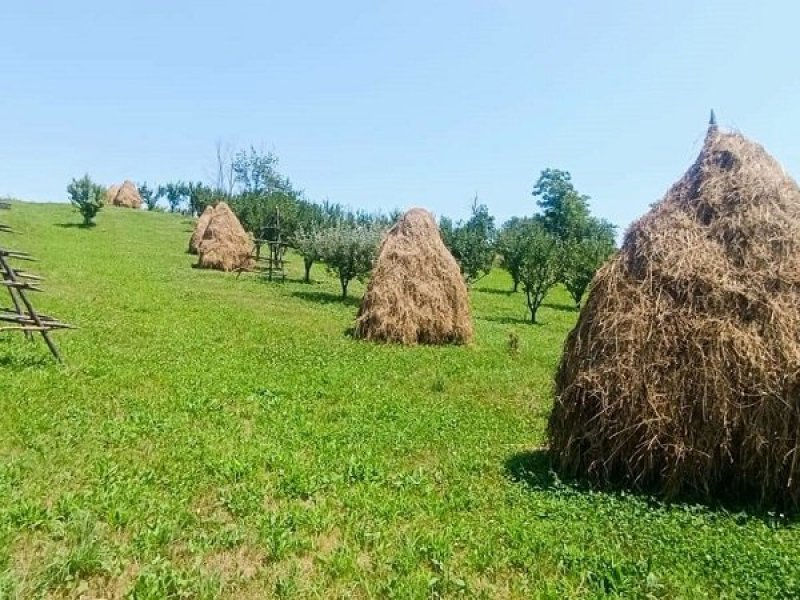 teren-2473-mp-de-vanzare-in-valea-lui-enache-com-baiculesti-arges