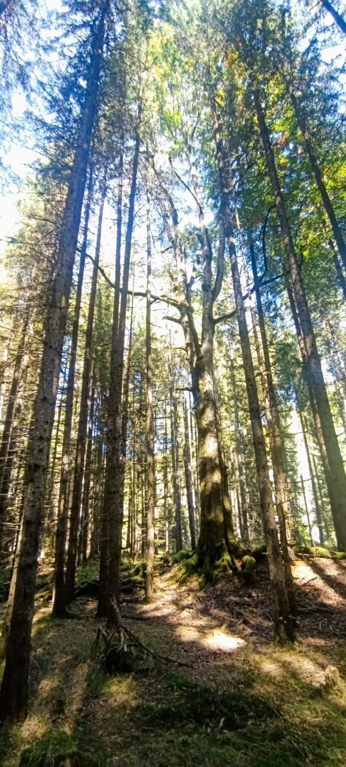 teren-de-vanzare-10000-mp-in-inima-naturii-langa-transfagarasan-big-0