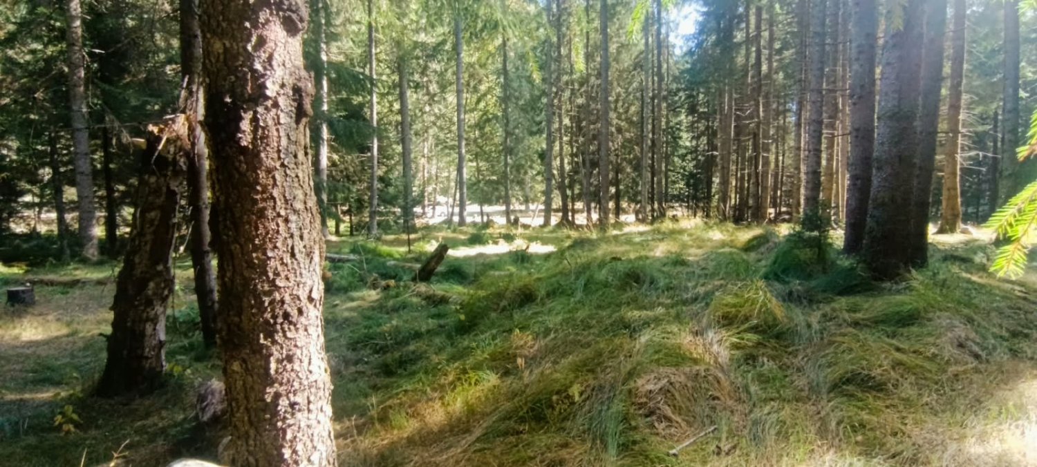 teren-de-vanzare-10000-mp-in-inima-naturii-langa-transfagarasan-big-2