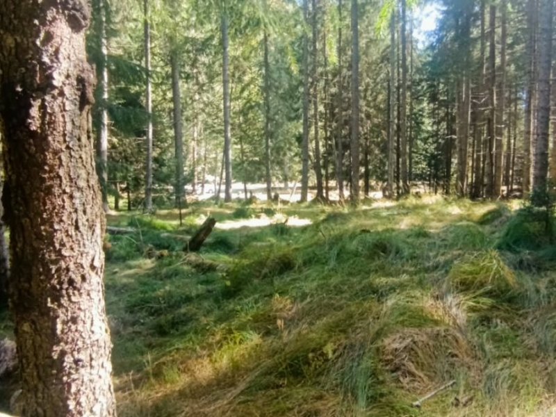 teren-de-vanzare-10000-mp-in-inima-naturii-langa-transfagarasan-small-2