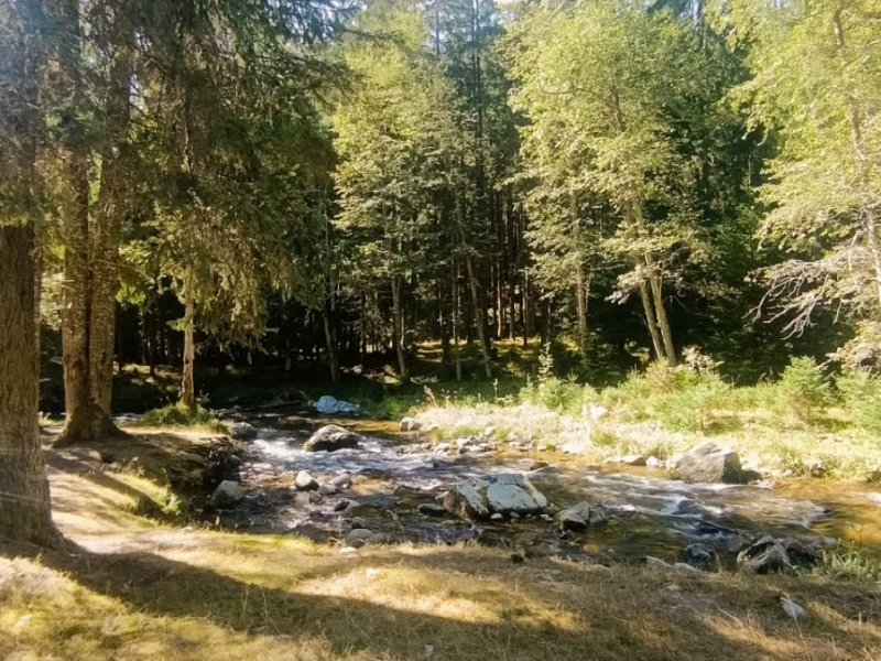 teren-de-vanzare-10000-mp-in-inima-naturii-langa-transfagarasan-small-3