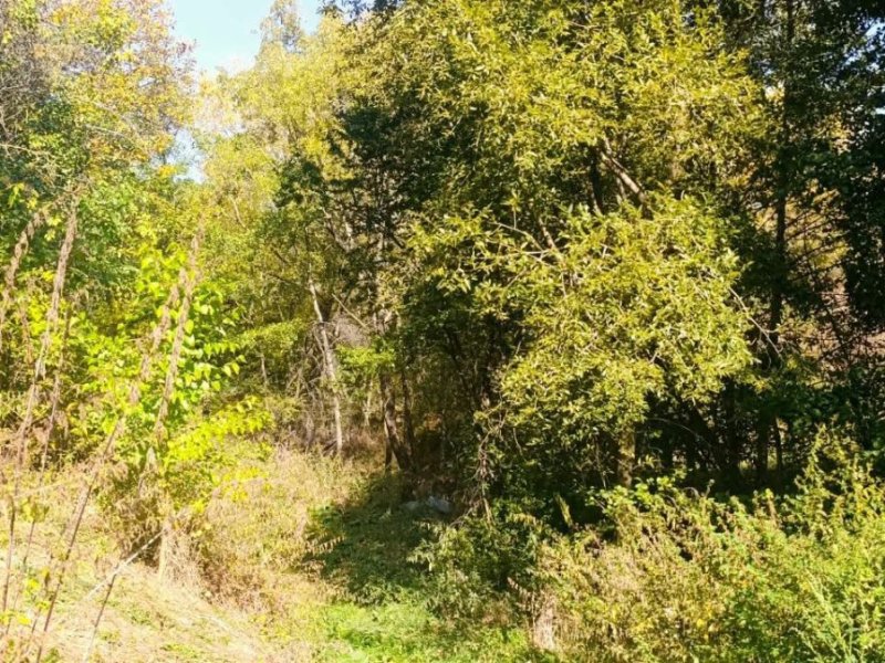 teren-intravilan-si-extravilan-38231-mp-de-vanzare-in-cicanesti-arges-small-3