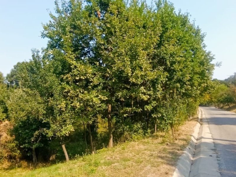 teren-intravilan-917-mp-de-vanzare-in-baiculesti-arges-small-1