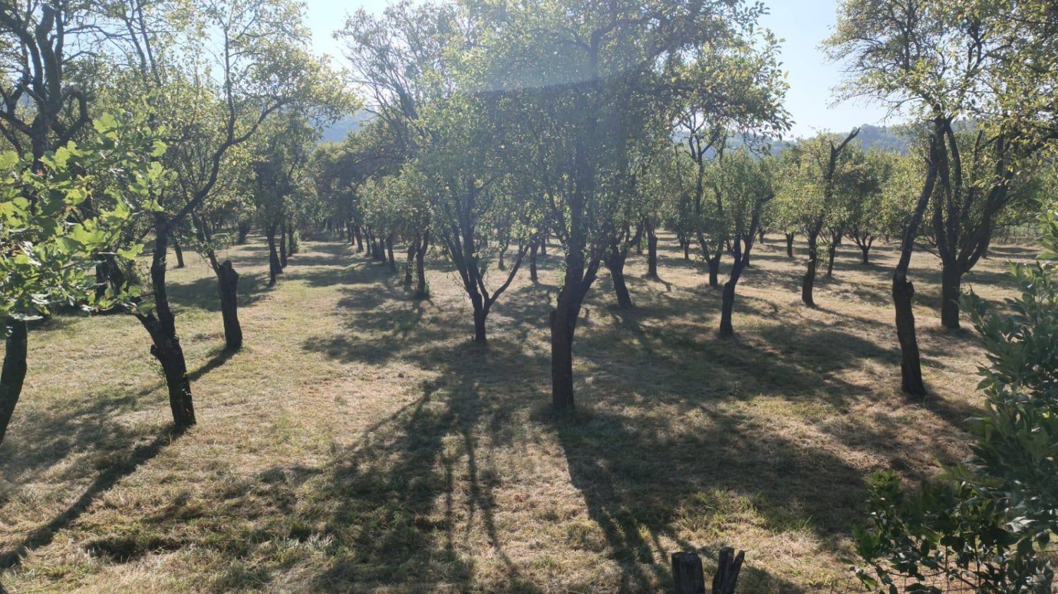 teren-7150-mp-de-vanzare-in-oesti-arges-big-2