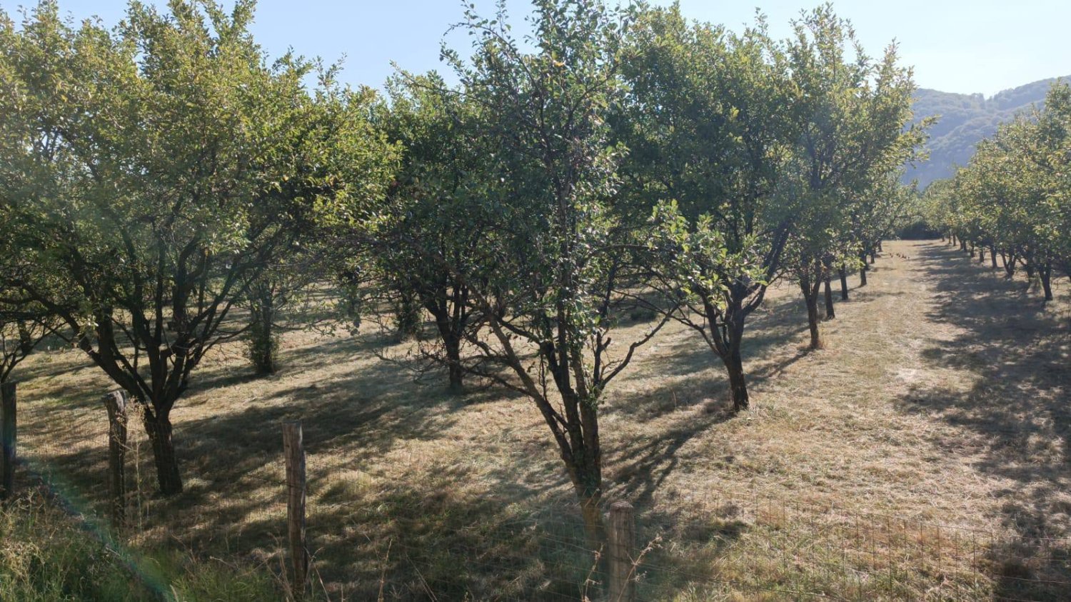 teren-7150-mp-de-vanzare-in-oesti-arges-big-4