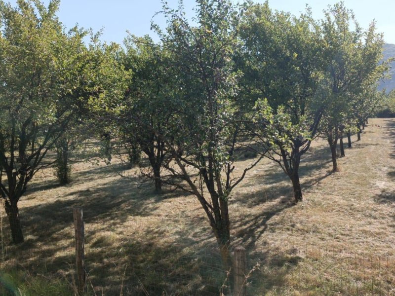 teren-7150-mp-de-vanzare-in-oesti-arges-small-4