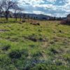 Teren Str. Valea Iasului, Curtea De Arges, 1200 Mp