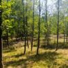 Teren de vanzare in Musatesti Arges
