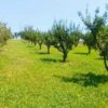 Teren 2473 mp de vanzare in Valea Lui Enache com Baiculesti Arges