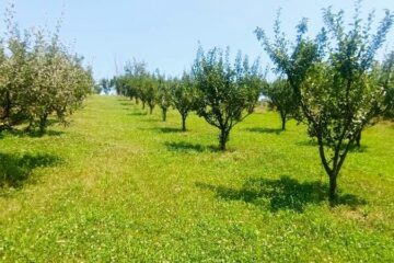 Teren 2473 mp de vanzare in Valea Lui Enache com Baiculesti Arges